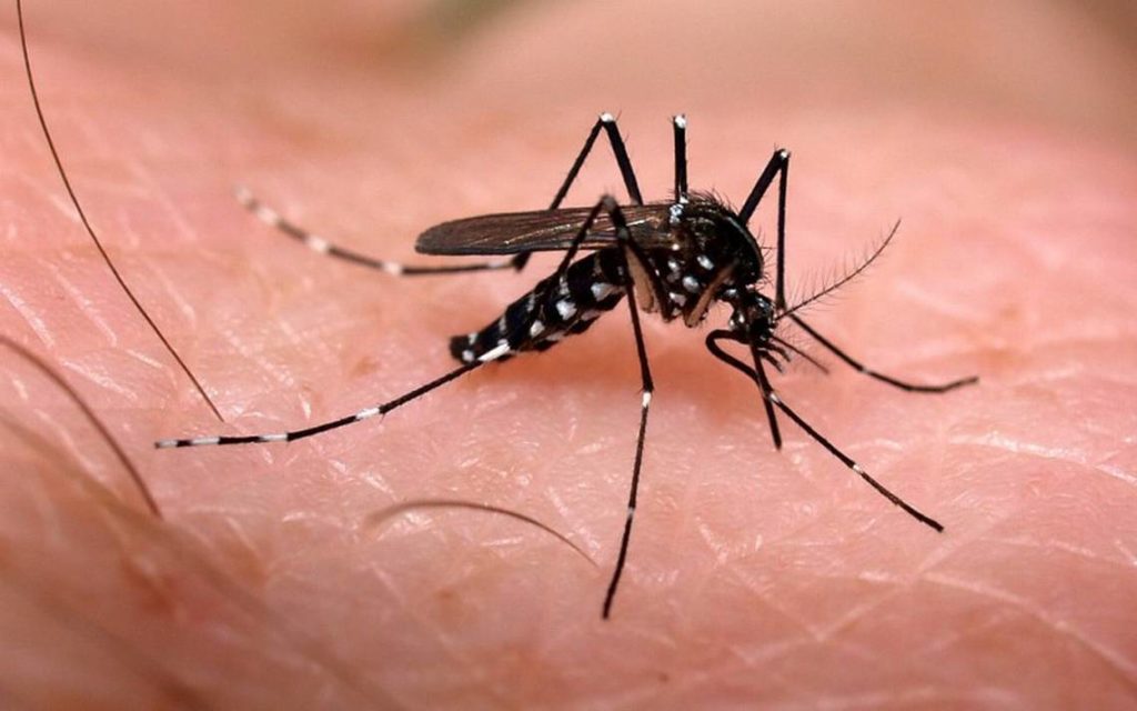 Epidemia de dengue en Republica Dominicana #signosvitalesrd