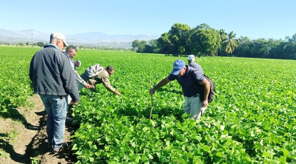 Ministerio de Agricultura supervisa siembra de habichuela en la provincia San Juan