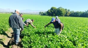 Ministerio de Agricultura supervisa siembra de habichuela en la provincia San Juan