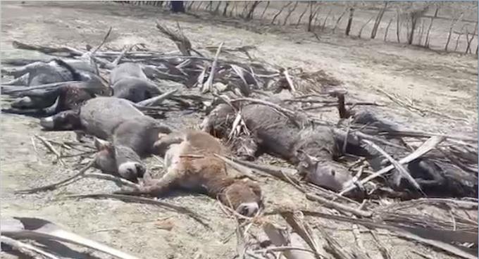 envenenan 12 burros en Santiago Rodríguez